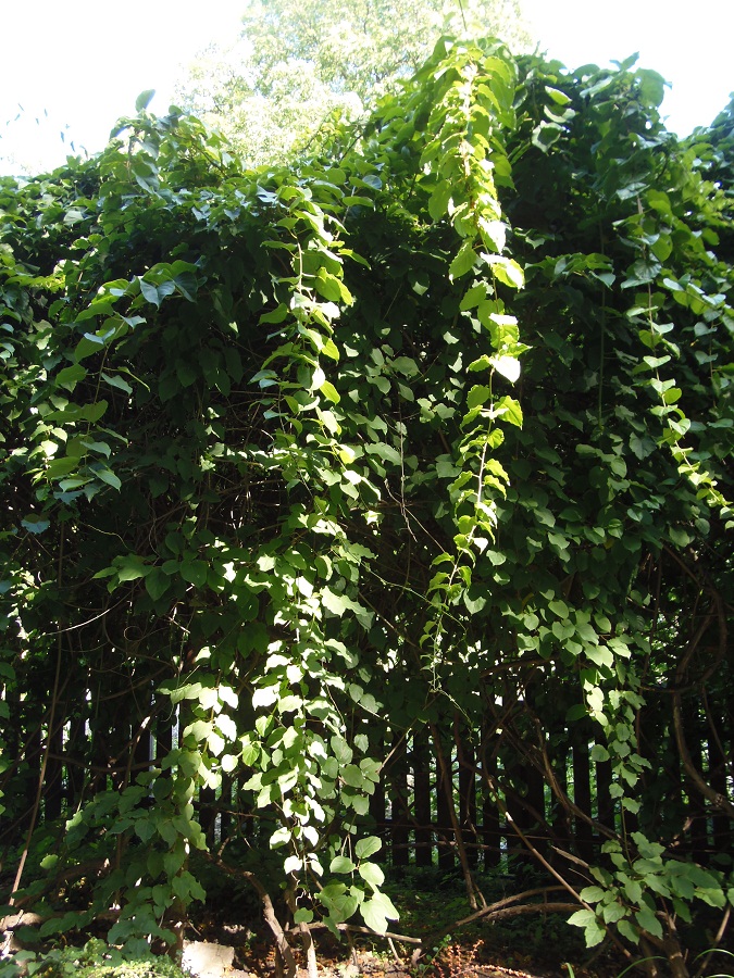 Image of Actinidia arguta specimen.