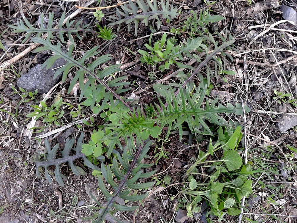 Изображение особи Cirsium serrulatum.