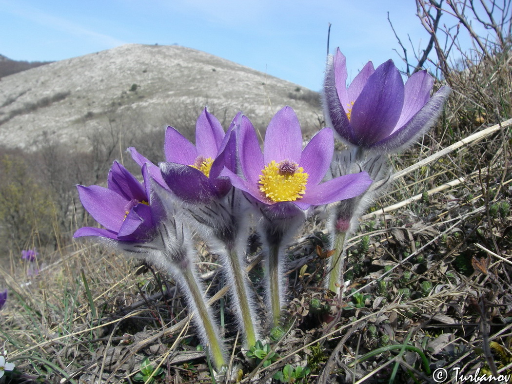 Image of Pulsatilla taurica specimen.