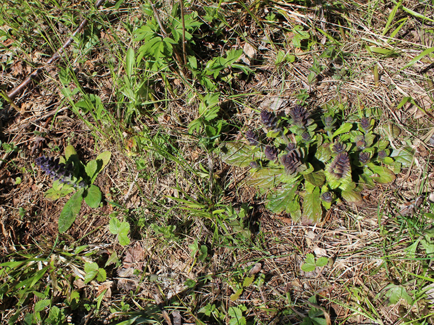 Image of Ajuga pyramidalis specimen.