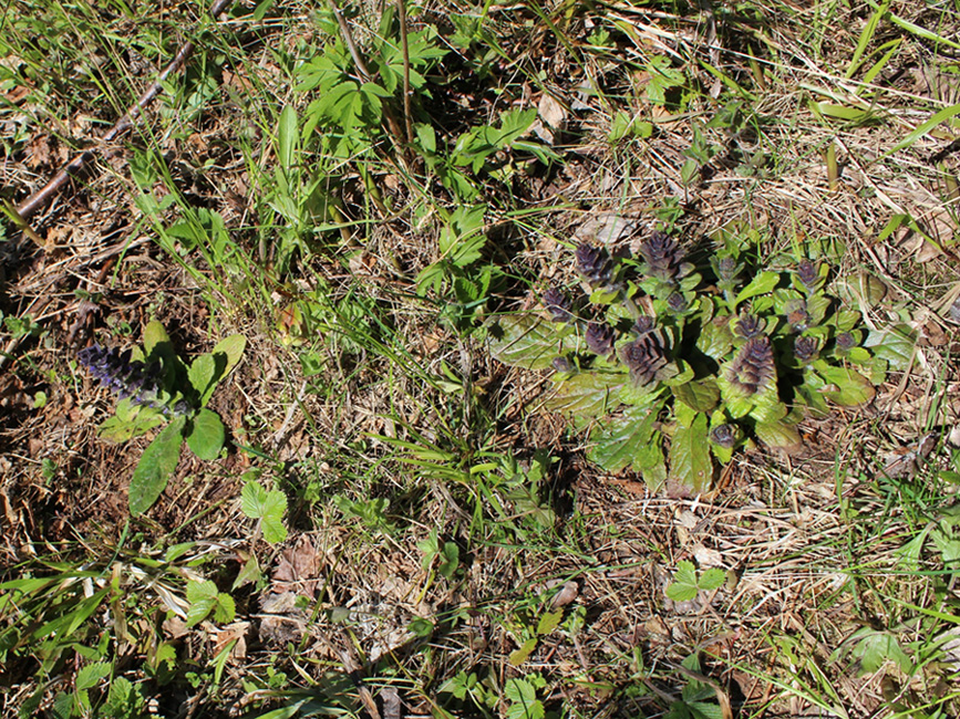 Изображение особи Ajuga pyramidalis.