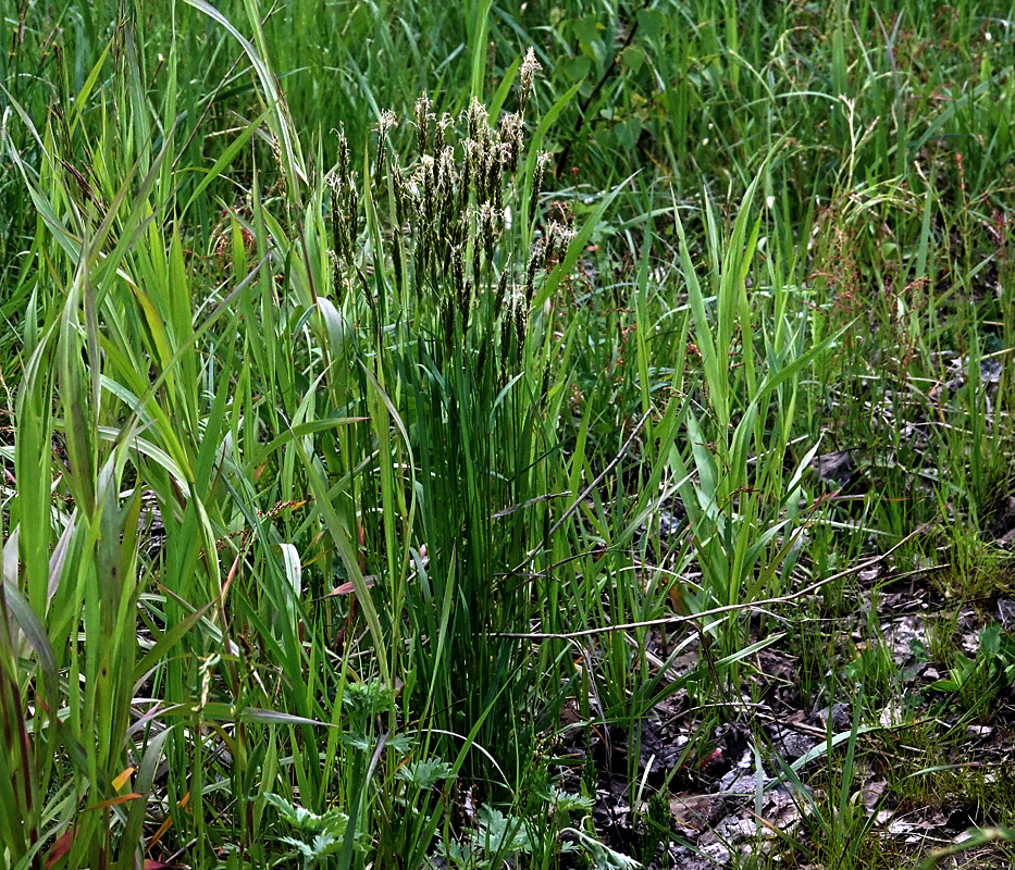 Image of Anthoxanthum odoratum specimen.