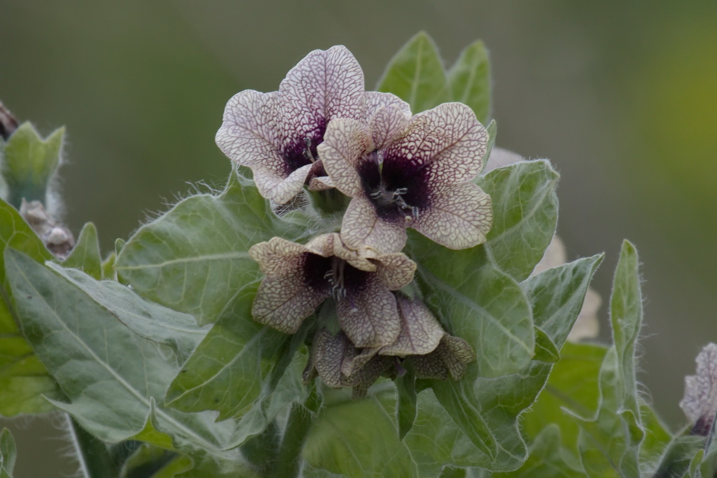 Изображение особи Hyoscyamus niger.