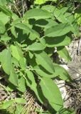 Salvia ringens. Листья. Краснодарский край, м/о город-курорт Анапа, окр. пос. Супсех, среди кустарников на приморском склоне. 8 июня 2017 г.