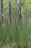 Carex lasiocarpa