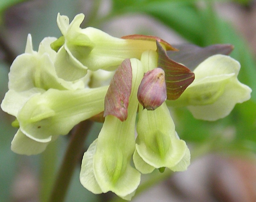 Image of Corydalis cava specimen.