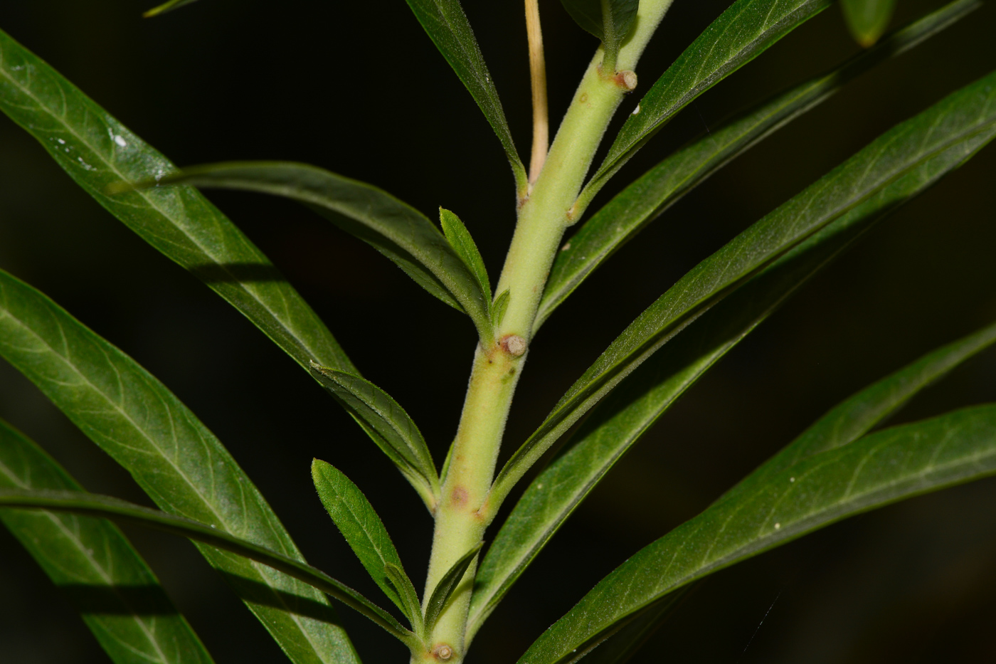 Image of Gomphocarpus physocarpus specimen.