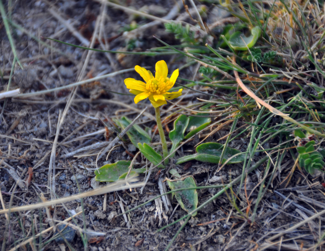 Image of Halerpestes salsuginosa specimen.