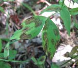 Lathyrus laxiflorus. Поражённый лист. Краснодарский край, Абинский р-н, окр. пос. Новый, широколиственный лес. 05.07.2017.