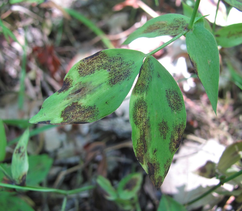 Image of Lathyrus laxiflorus specimen.