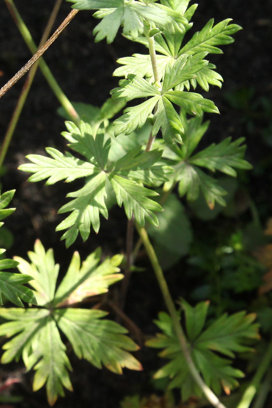 Изображение особи Potentilla argentea.