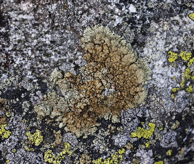 Image of Lecanora muralis specimen.