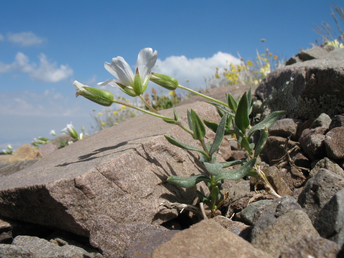 Image of Cerastium lithospermifolium specimen.