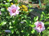 Hibiscus syriacus