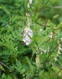 Vicia sylvatica. Часть побега с соцветием. Московская обл., Истринский р-н, Павловская Слобода. 18.06.2008.