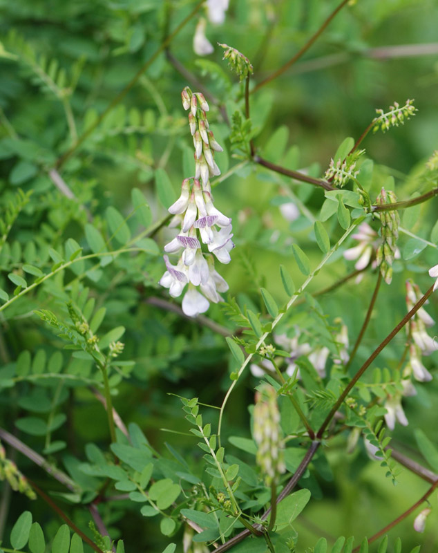 Image of Vicia sylvatica specimen.