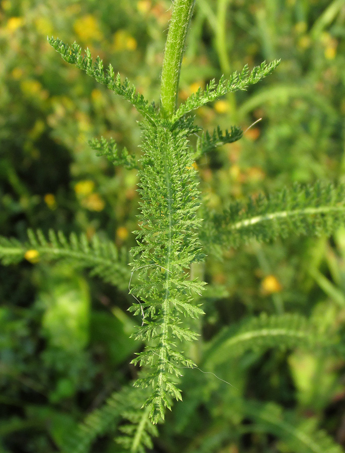 Изображение особи Achillea millefolium.