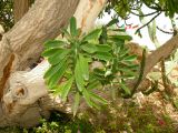 Euphorbia neriifolia