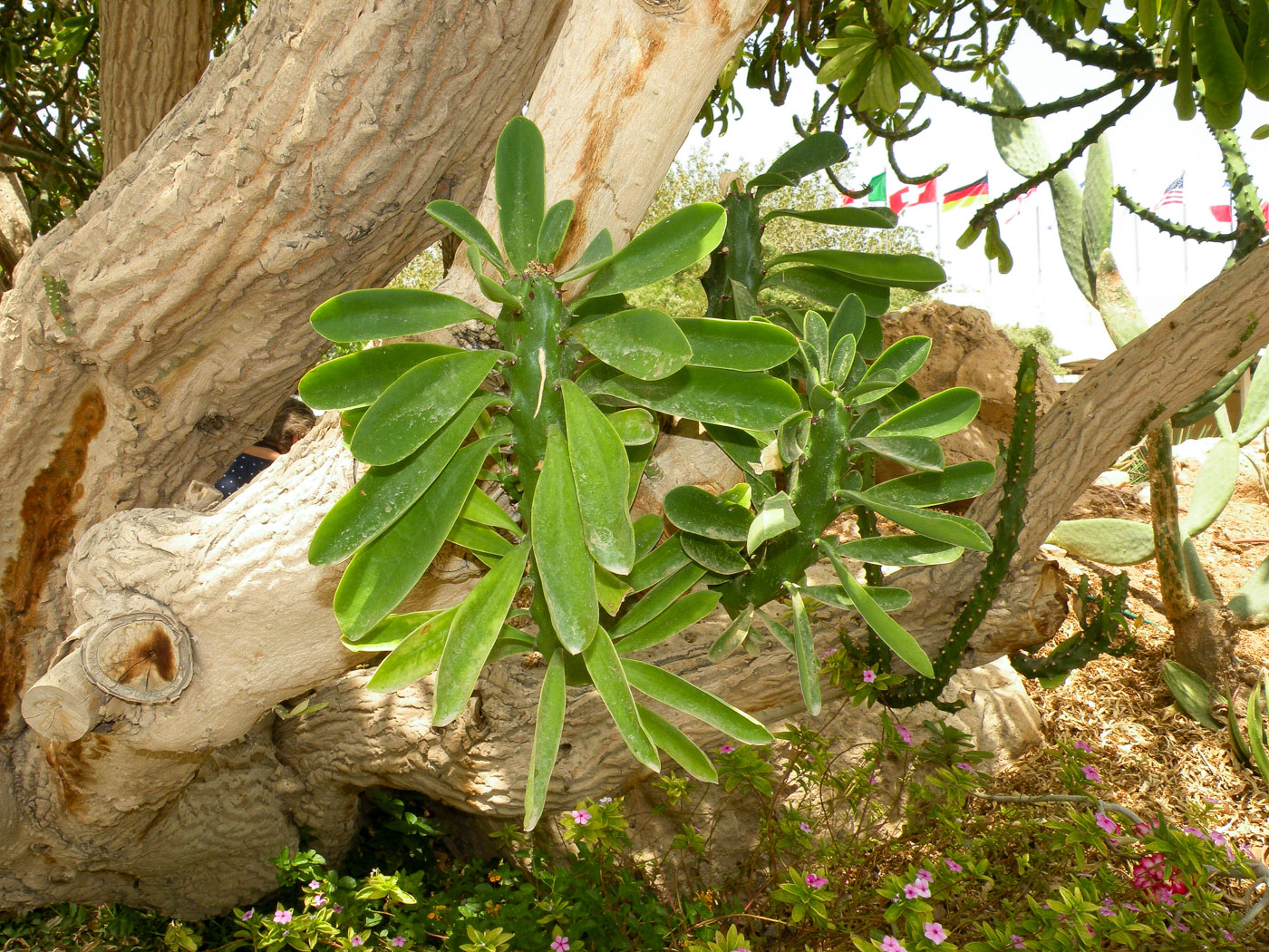 Image of Euphorbia neriifolia specimen.