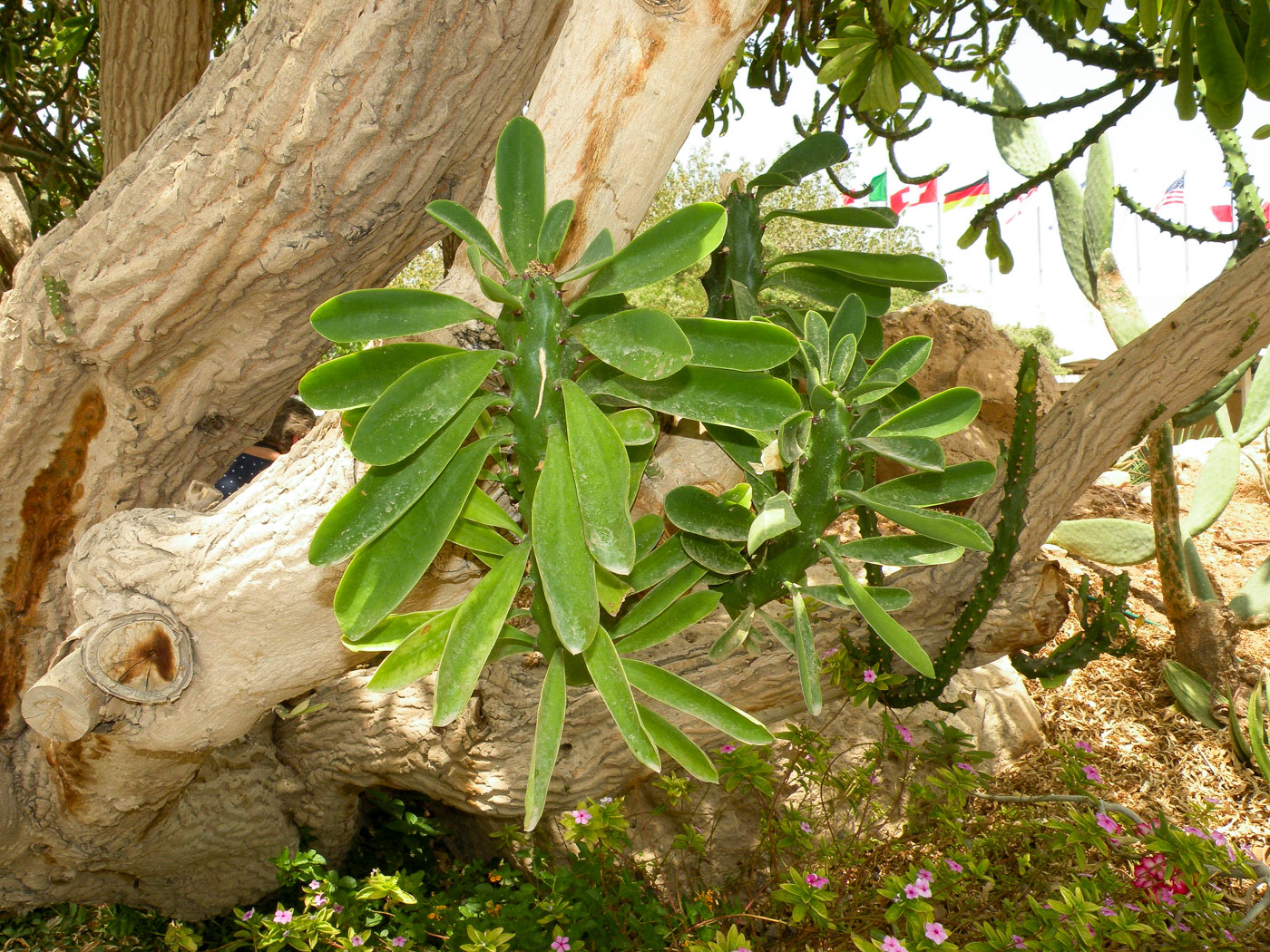 Изображение особи Euphorbia neriifolia.