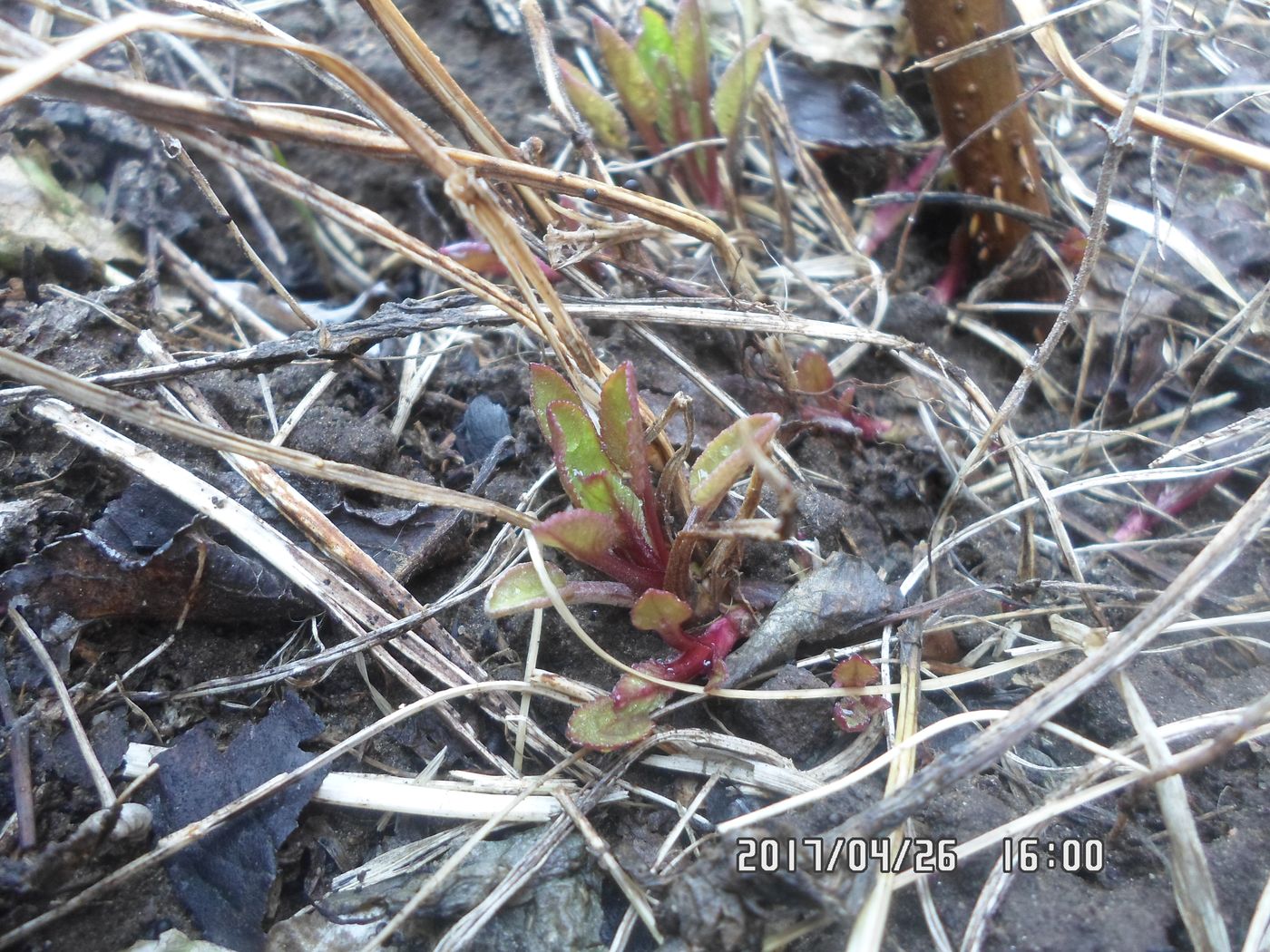 Image of Pyrethrum balsamita specimen.