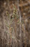 Salsola tamariscina. Плодоносящие растения. Казахстан, Карагандинская обл., Улытауский р-н, около 100 км на ЮЗ от г. Жезказган, водораздельная поверхность р. Дуйсембай и сая Жаркудук, сообщество Artemisia terrae-albae. 13.09.2017.