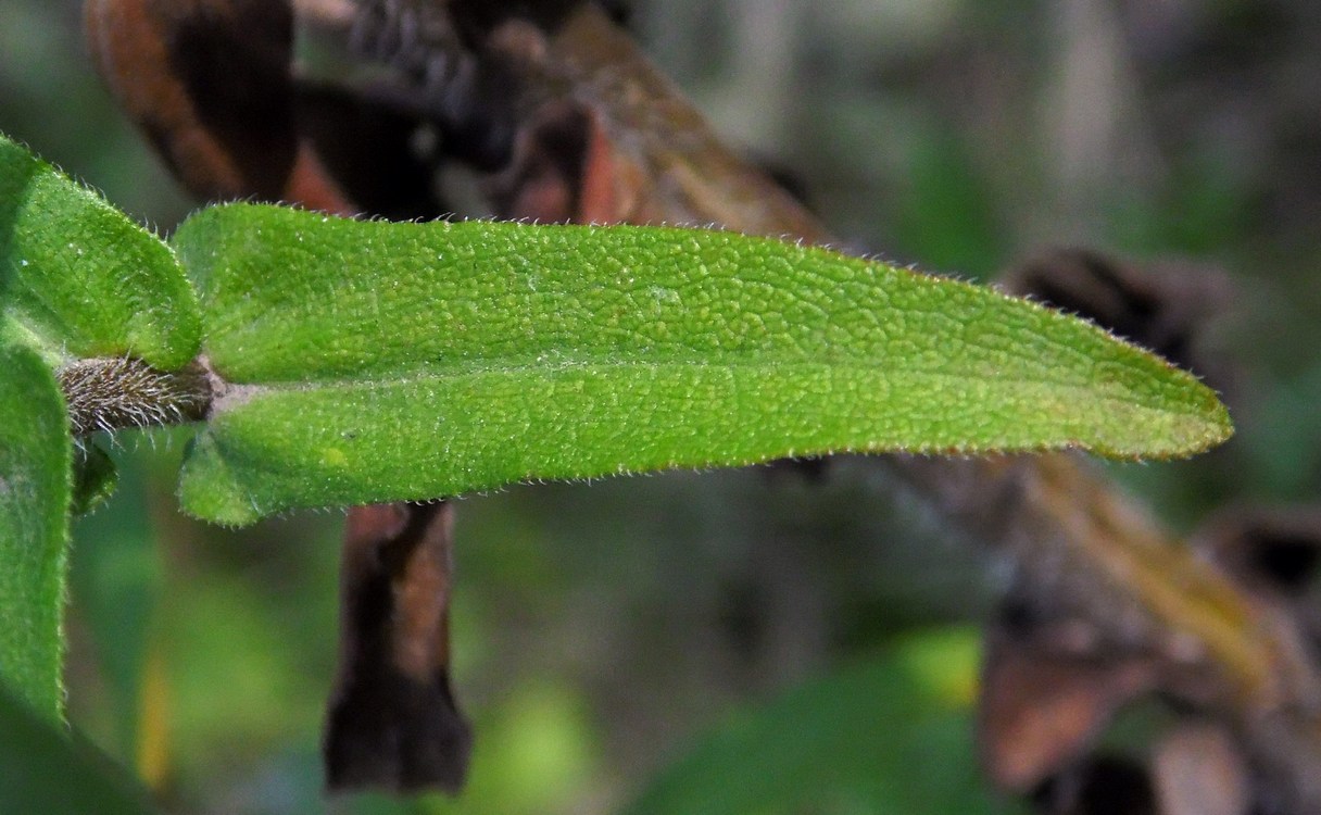 Image of Symphyotrichum novae-angliae specimen.