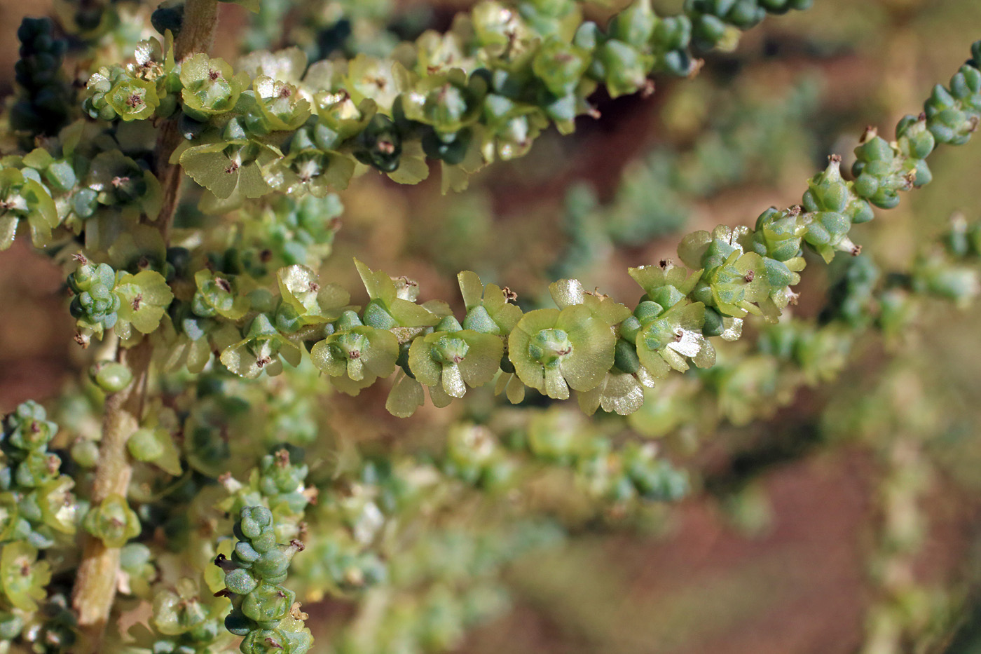 Изображение особи Salsola dendroides.