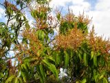 Mangifera indica 