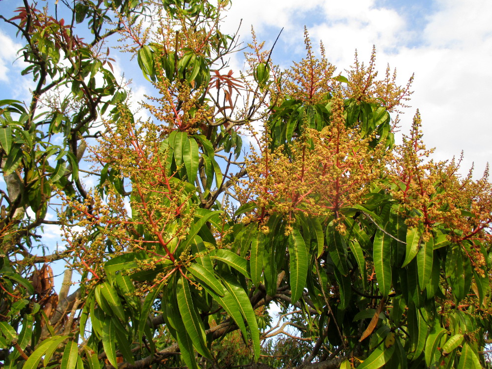 Image of Mangifera indica specimen.
