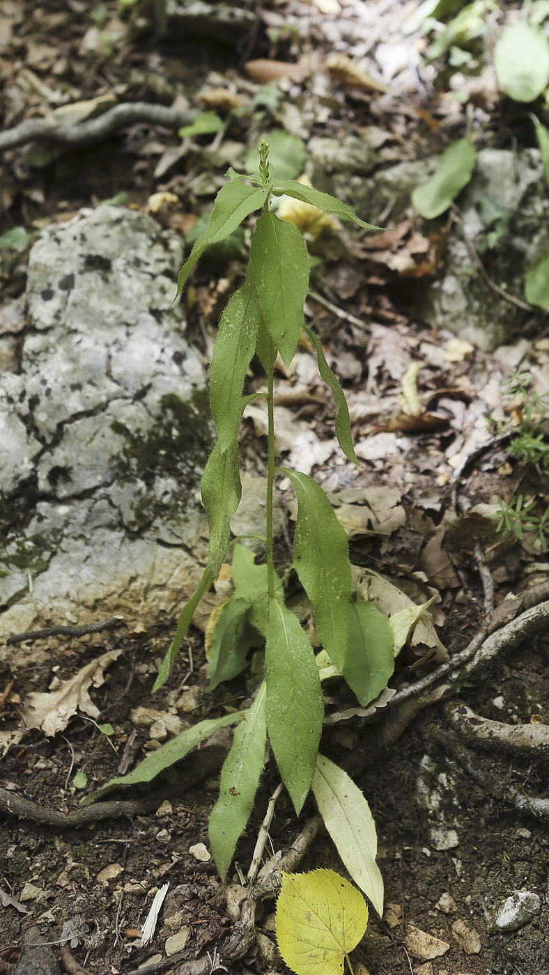 Изображение особи род Hieracium.