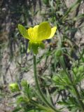 Ranunculus oxyspermus