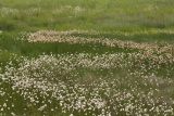 Eriophorum russeolum. Аспект плодоносящих растений. Сахалинская обл., Охинский р-н, окр. оз. Светлое. 13.07.2017.