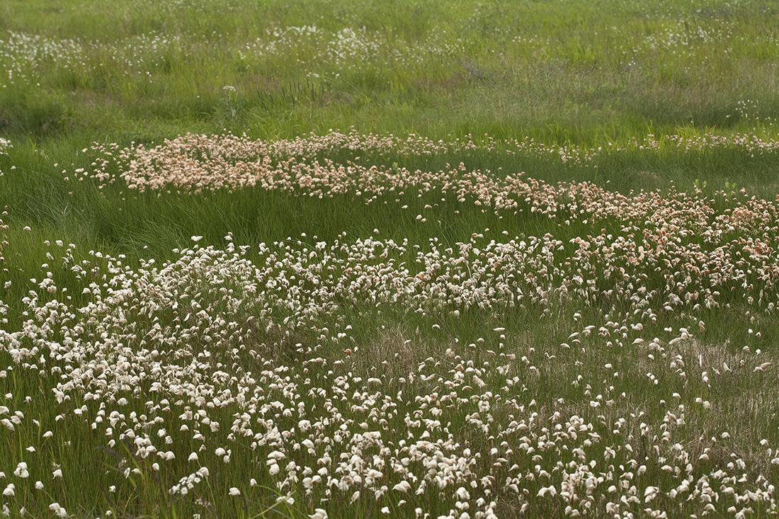 Изображение особи Eriophorum russeolum.