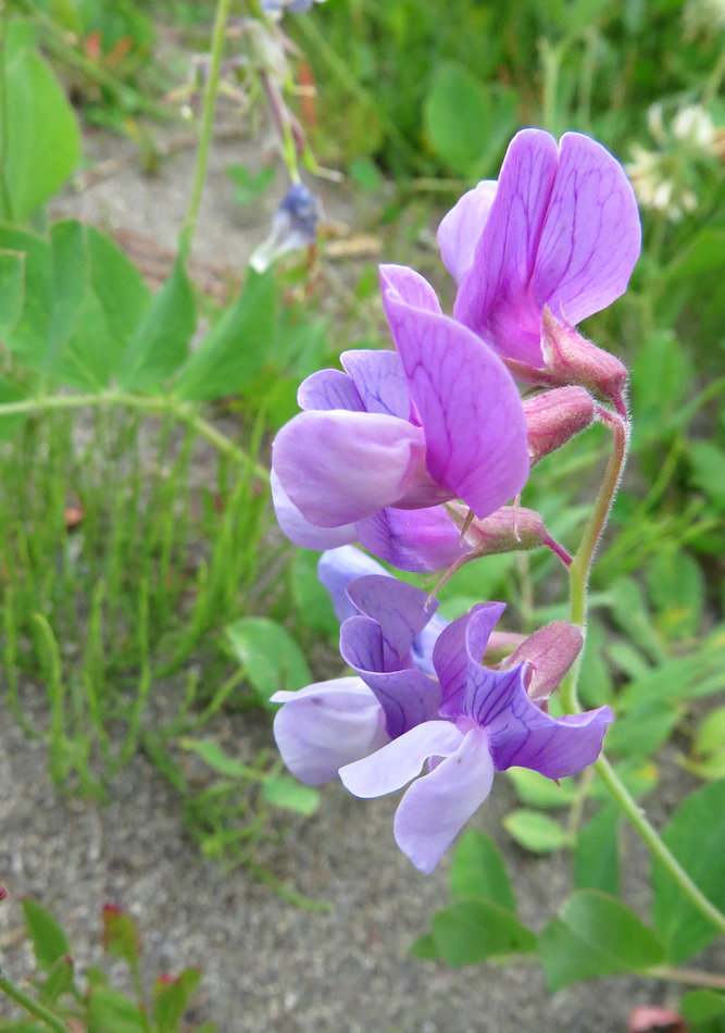 Image of Lathyrus japonicus ssp. pubescens specimen.