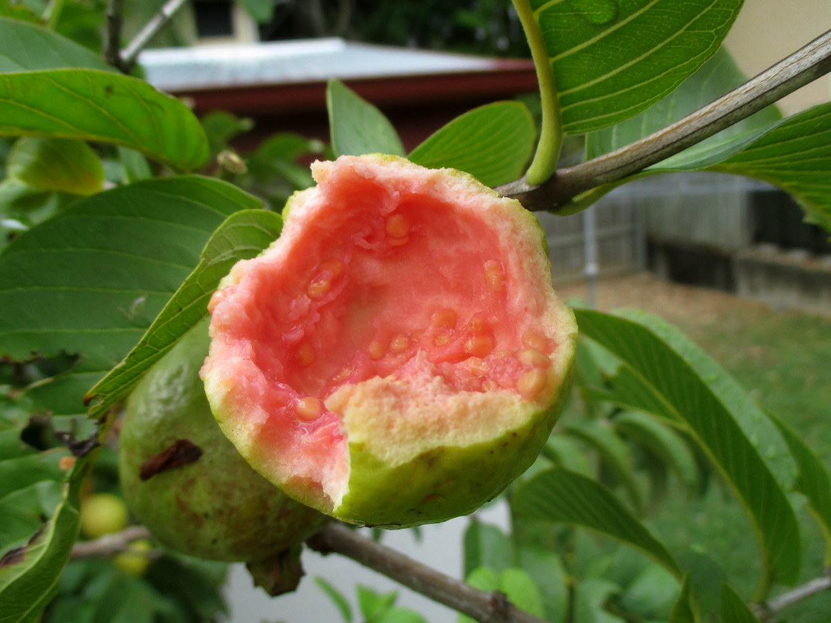 Image of Psidium guajava specimen.