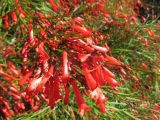 Russelia equisetiformis. Соцветие. Австралия, г. Брисбен, ботанический сад. 07.08.2016.
