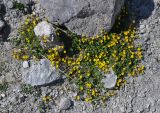 genus Potentilla. Цветущие растения. Таджикистан, Фанские горы, перевал Алаудин, ≈ 3700 м н.у.м., каменистый сухой склон. 05.08.2017.