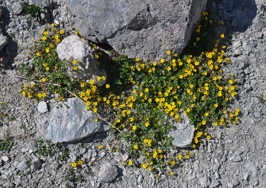 Image of genus Potentilla specimen.