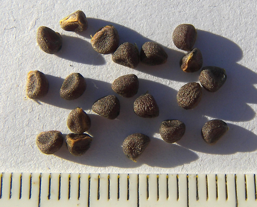 Image of Paris incompleta specimen.