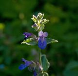 Nepeta mussinii. Цветок. Пермский край, г. Пермь, Кировский р-н, садовый участок, в культуре. 30 июля 2017 г.