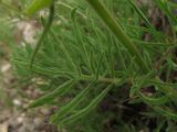 Salvia scabiosifolia