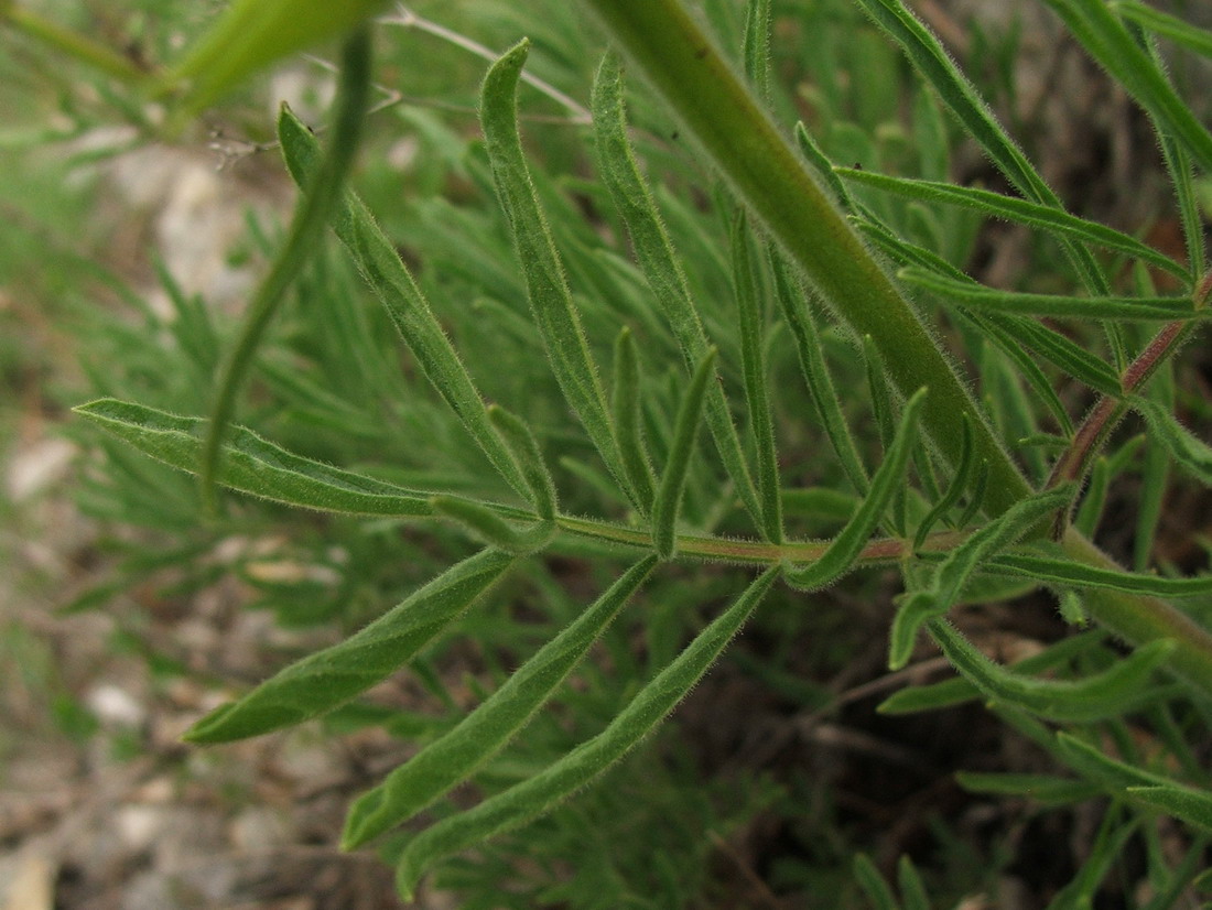 Image of Salvia scabiosifolia specimen.