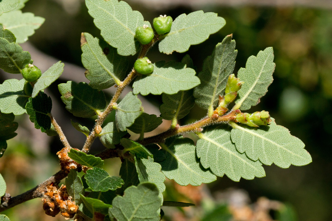Image of Zelkova abelicea specimen.