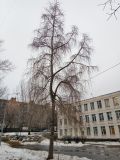 Image of taxon representative. Author is Николай Будишевский