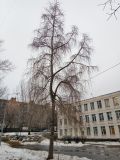 Populus × rasumowskiana. Взрослое дерево зимой. Москва, в культуре. 21.12.2017.