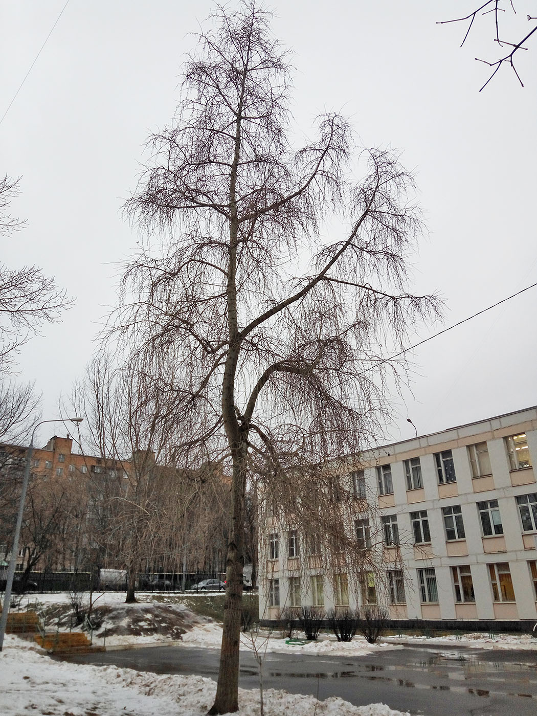 Image of Populus &times; rasumowskiana specimen.