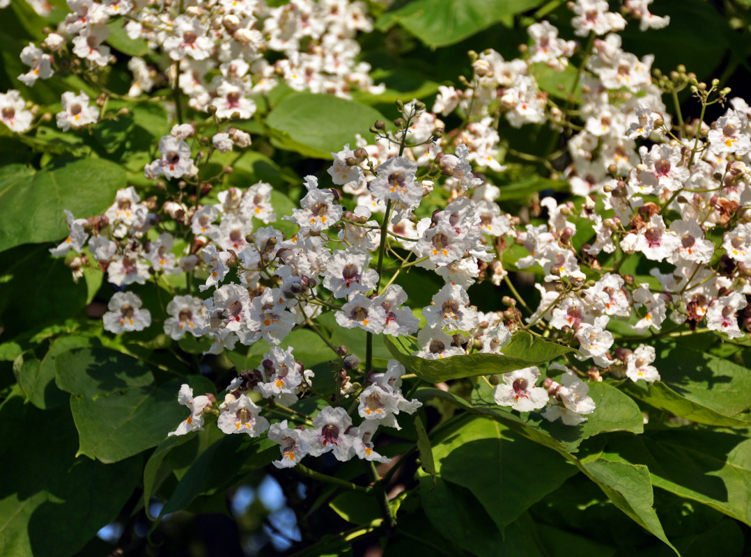 Image of Catalpa bignonioides specimen.