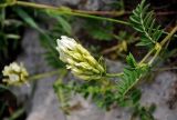 Astragalus freynii. Верхушка побега с соцветием. Адыгея, Фишт-Оштеновский массив, перевал Армянский, ≈ 1800 м н.у.м., каменистый склон. 04.07.2017.