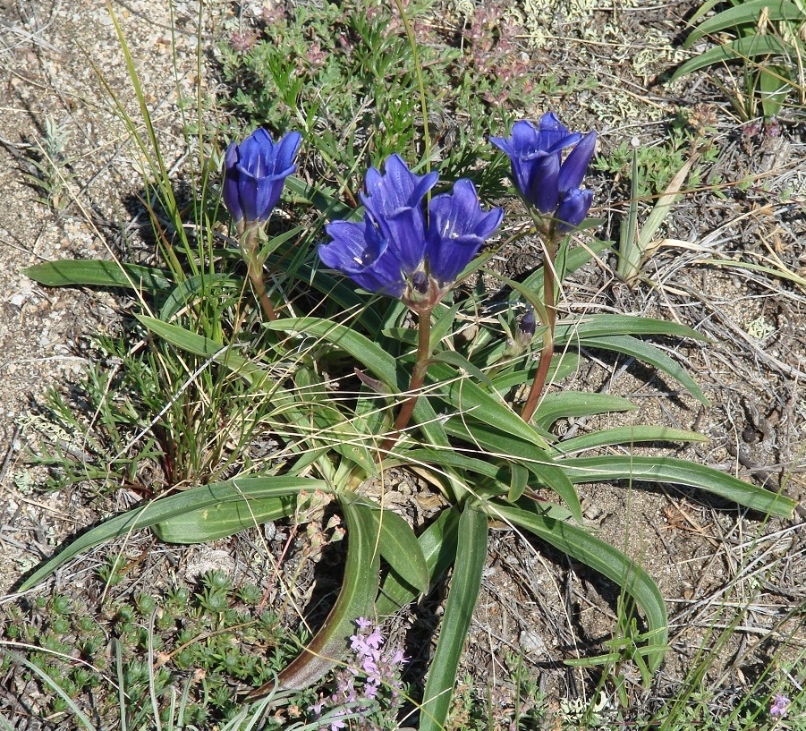 Image of Gentiana decumbens specimen.